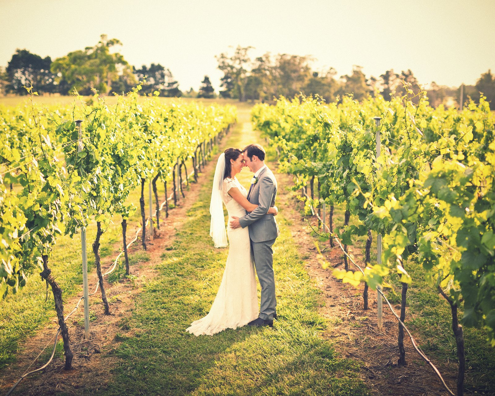 Bendooley Estate wedding photo grape vines