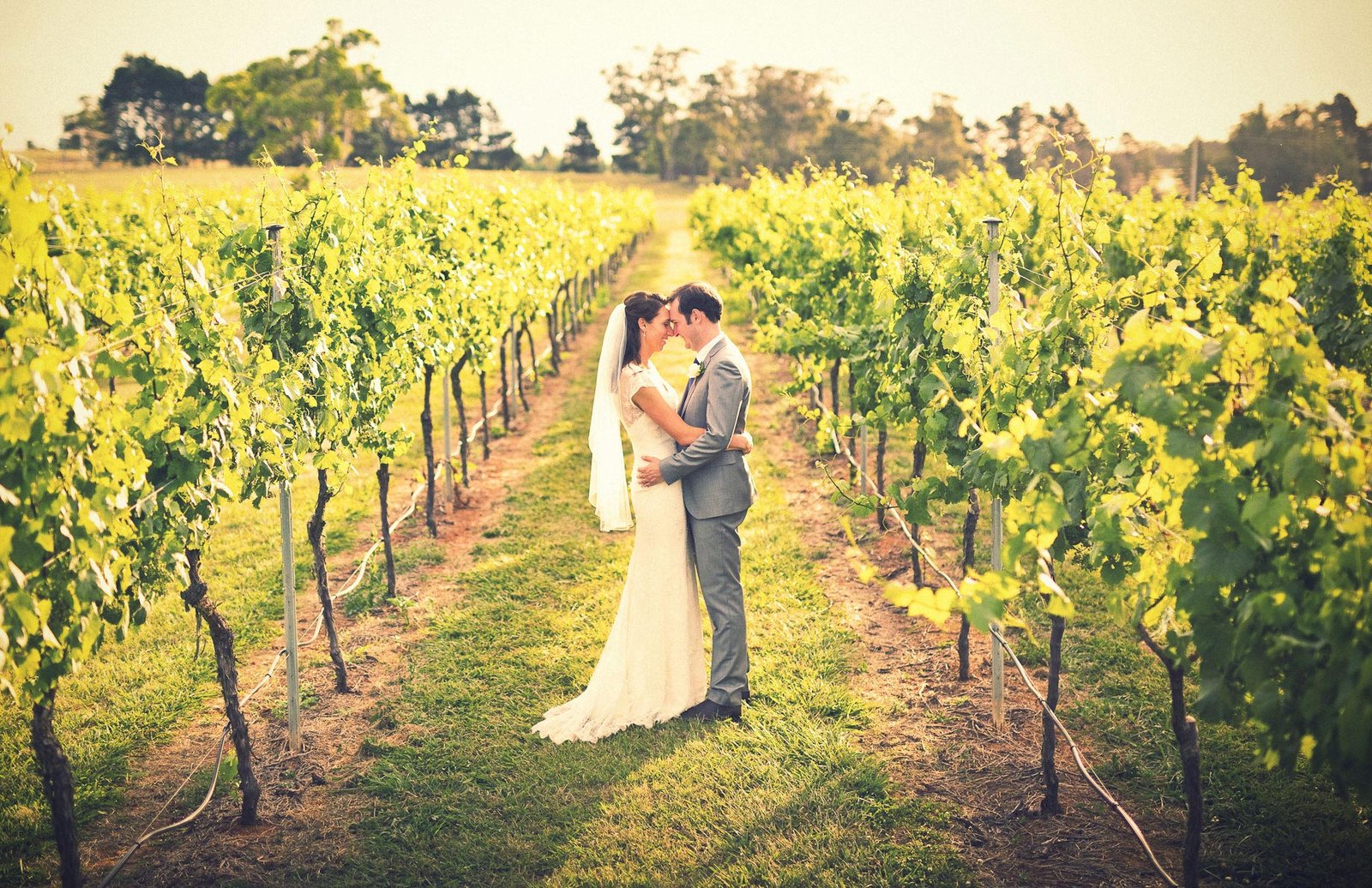 Bendooley Estate wedding grape vines