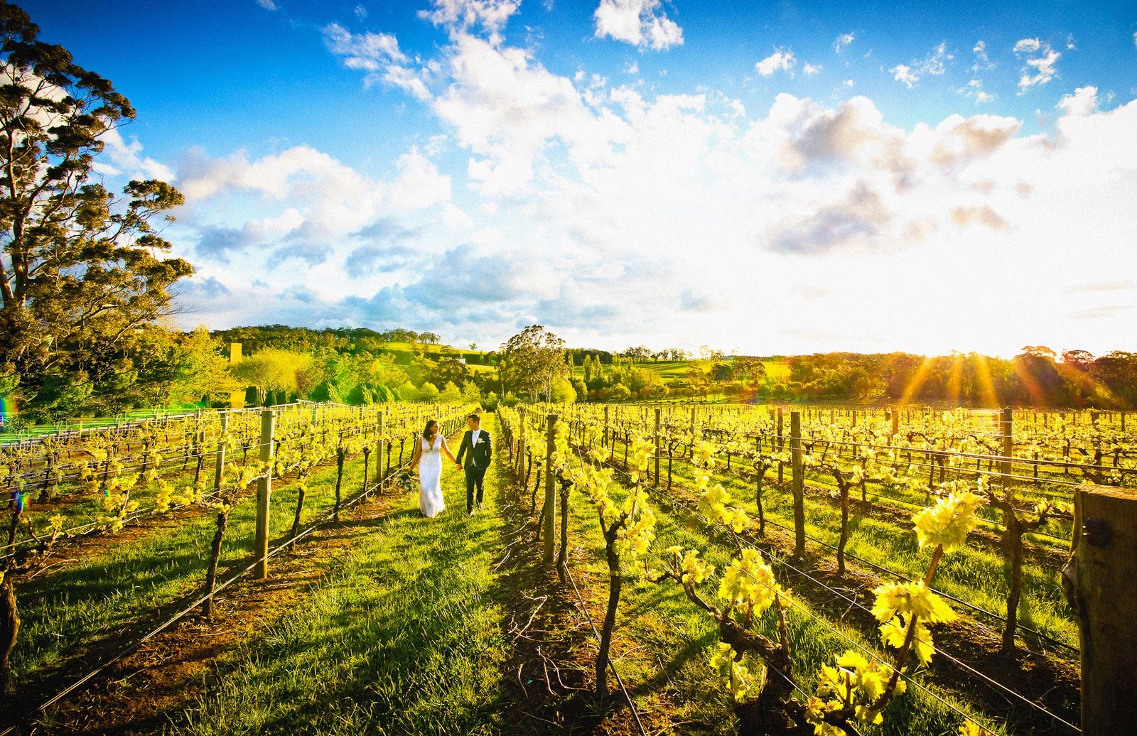 Centennial Vineyards wedding photo sunset grape vines
