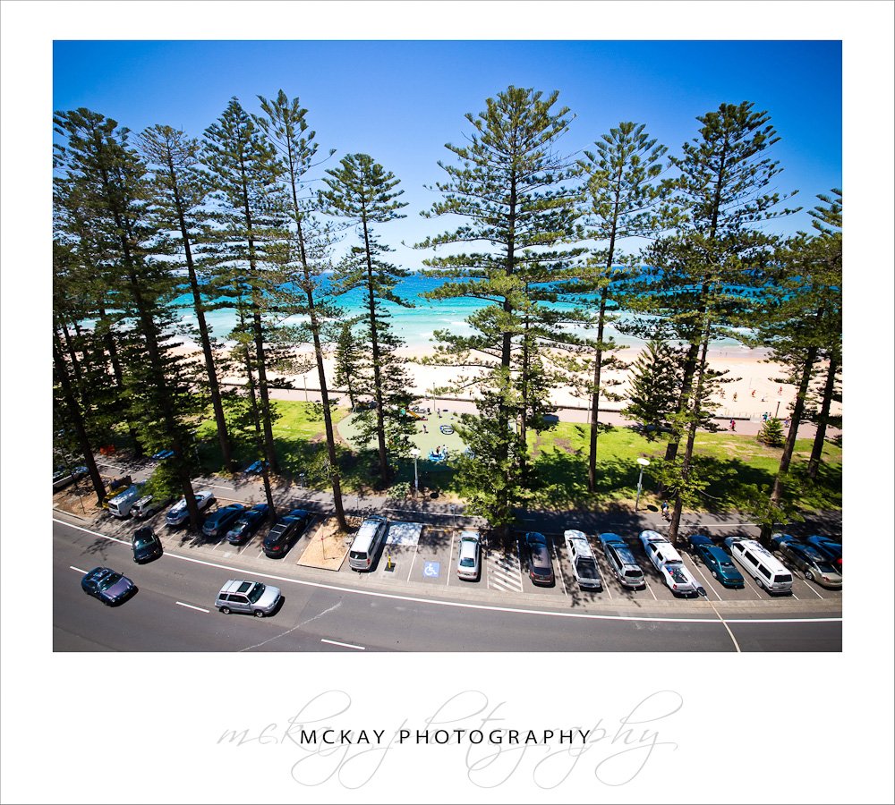 The always awesome Manly beach front pine trees