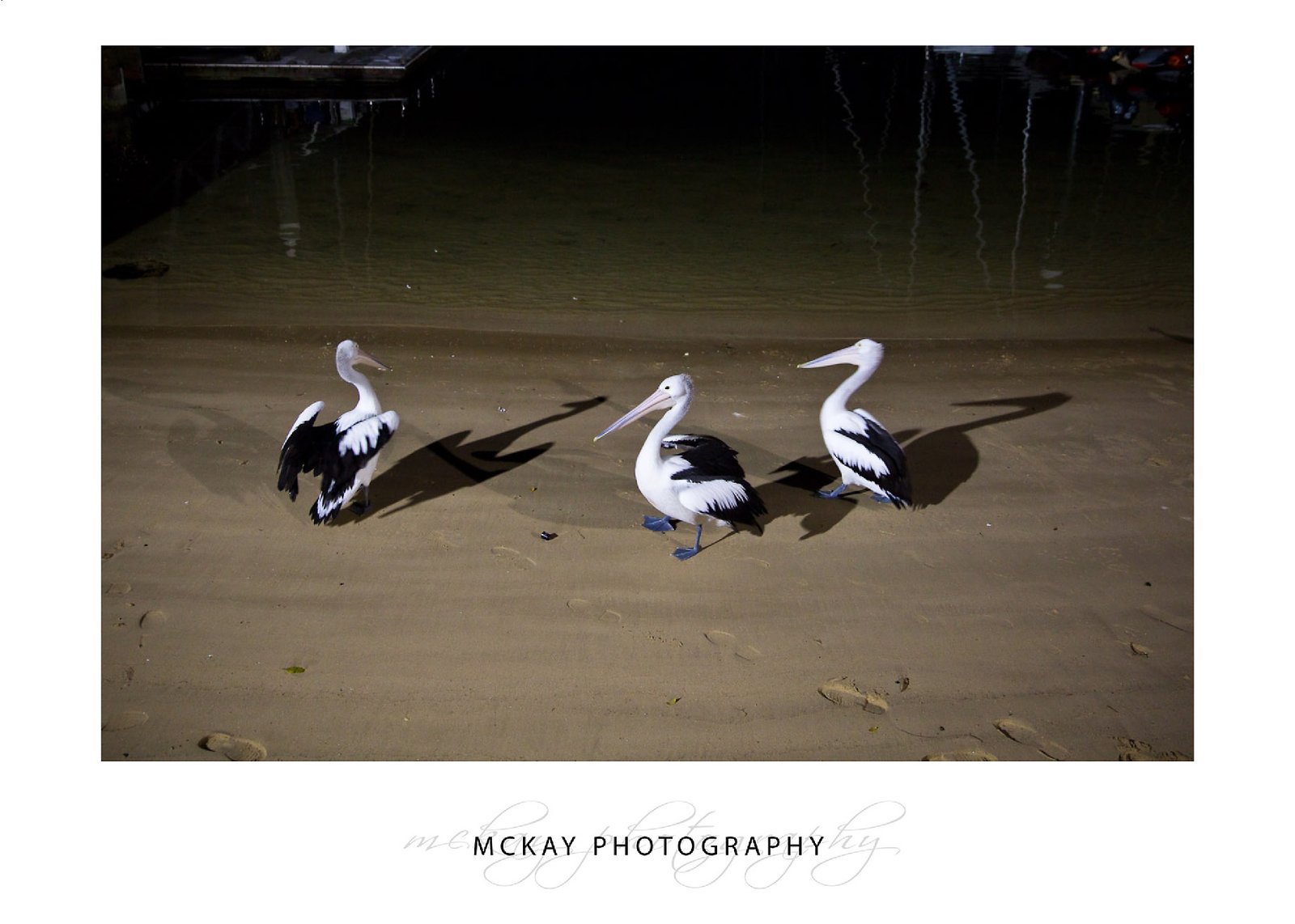 Pelicans-Orso-wedding