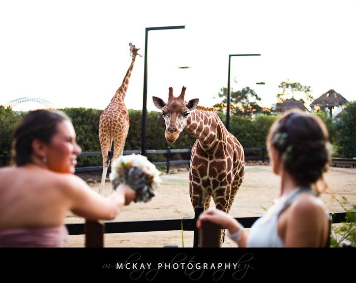 Giraffes at Taronga Zoo wedding